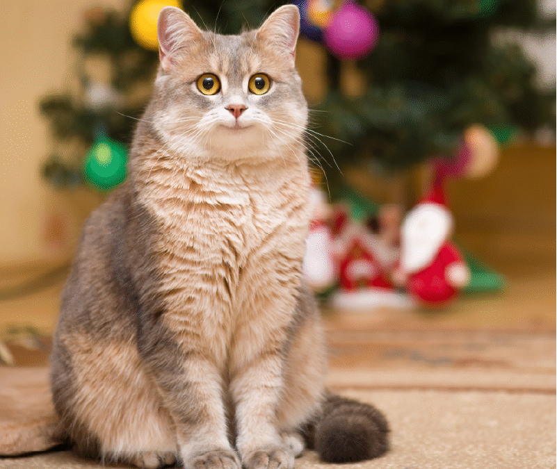 How to clean Cat vomit from Carpet?